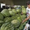 How to choose the right ripe and sweet watermelon: signs of determining maturity How to know that a watermelon has ripened in the garden